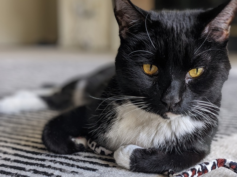Data on a rug with open yellow eyes